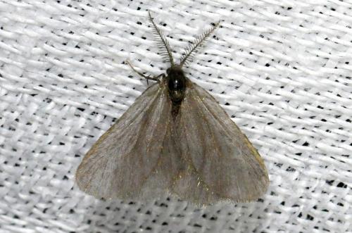 Réf. 204 340 : Rebelia sp.
